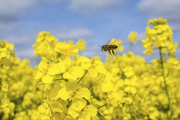 European honey bee (Apis mellifera) flying to Oilseed rape  /  Rapeseed (Brassica napus) flowers