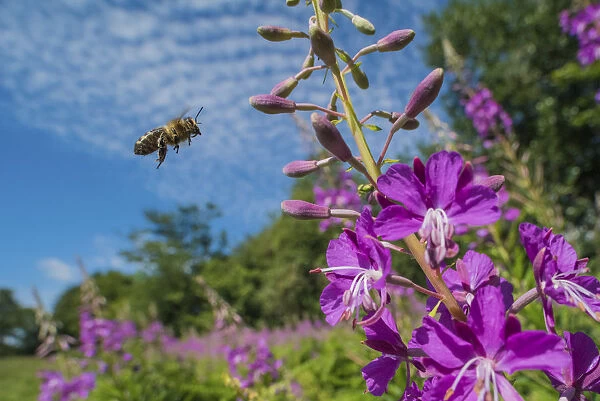 European honey bee (Apis mellifera) flying to feed on Rosebay willowherb (Chamerion