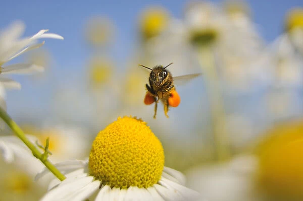 European Honey Bee (Apis mellifera) with pollen sacs flying towards a Scentless mayweed