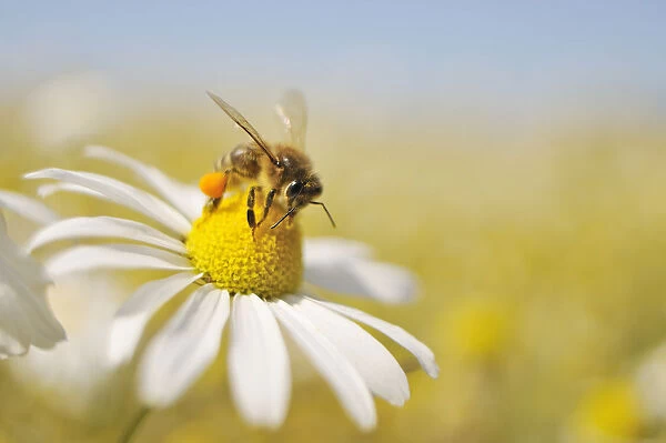 European Honey Bee (Apis mellifera) collecting pollen and nectar from Scentless Mayweed