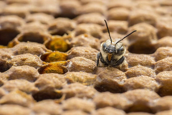 European honey bee (Apis mellifera) newly emerged female worker pushes out of brood cell