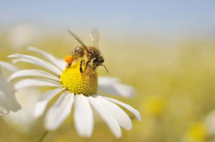 Framed Print : European Honey Bee (Apis mellifera) collecting pollen and nectar from Scentless Mayweed Framed Print : European Honey Bee (Apis mellifera) collecting pollen and nectar from Scentless Mayweed