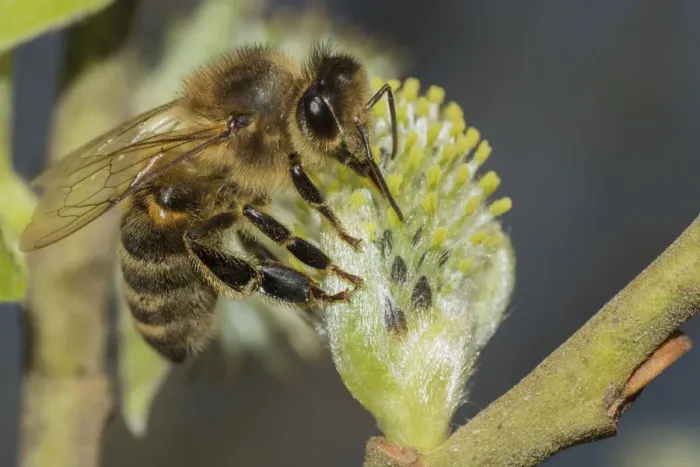 Framed Print : European honey bee (Apis mellifera) feeding on Goat willow (salix caprea) male flowers Framed Print : European honey bee (Apis mellifera) feeding on Goat willow (salix caprea) male flowers
