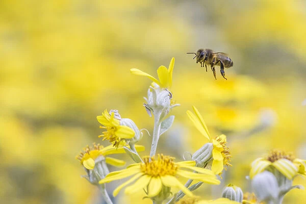 European honey bee (Apis mellifera) in flight, feeding on flowers (Brachyglottis sp)