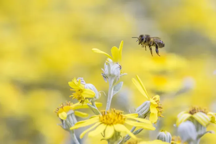 Framed Print : European honey bee (Apis mellifera) in flight, feeding on flowers (Brachyglottis sp) Framed Print : European honey bee (Apis mellifera) in flight, feeding on flowers (Brachyglottis sp)