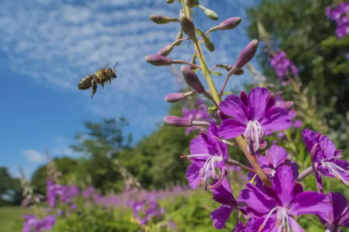Framed Print : European honey bee (Apis mellifera) flying to feed on Rosebay willowherb (Chamerion Framed Print : European honey bee (Apis mellifera) flying to feed on Rosebay willowherb (Chamerion