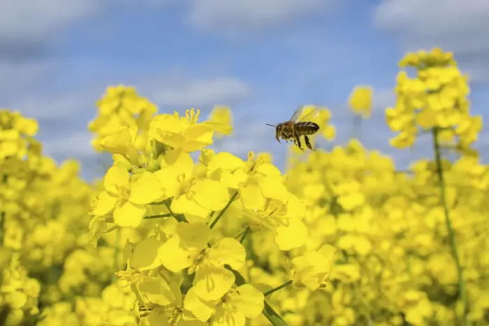 Framed Print : European honey bee (Apis mellifera) flying to Oilseed rape / Rapeseed (Brassica napus) flowers Framed Print : European honey bee (Apis mellifera) flying to Oilseed rape / Rapeseed (Brassica napus) flowers