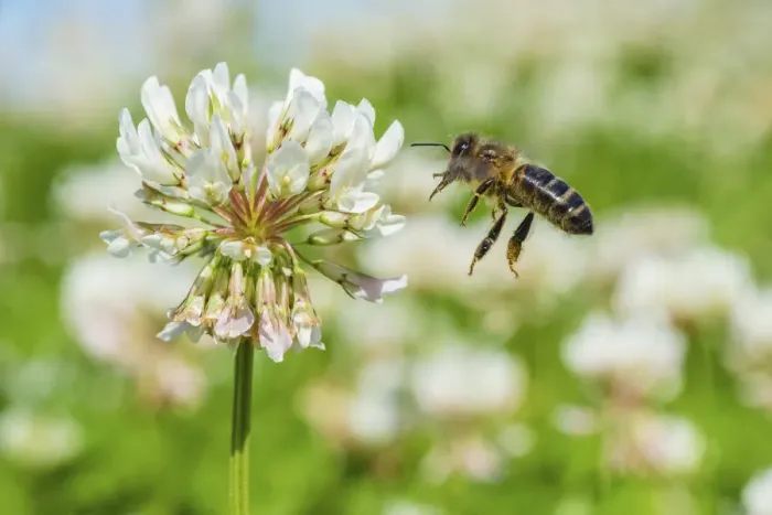 Framed Print : European honey bee (Apis mellifera) flying to White clover (Trifolium repens) flowers Framed Print : European honey bee (Apis mellifera) flying to White clover (Trifolium repens) flowers