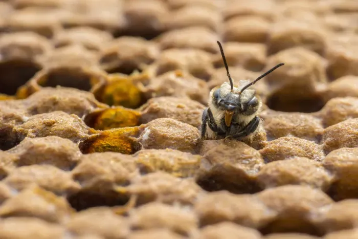 Framed Print : European honey bee (Apis mellifera) newly emerged female worker pushes out of brood cell Framed Print : European honey bee (Apis mellifera) newly emerged female worker pushes out of brood cell