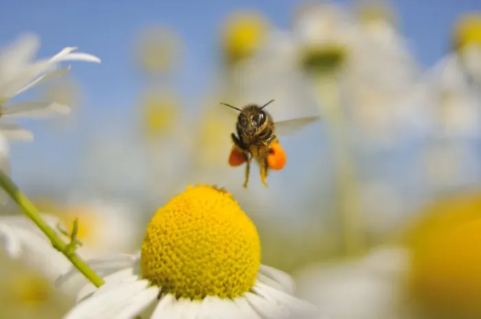 Framed Print : European Honey Bee (Apis mellifera) with pollen sacs flying towards a Scentless mayweed Framed Print : European Honey Bee (Apis mellifera) with pollen sacs flying towards a Scentless mayweed