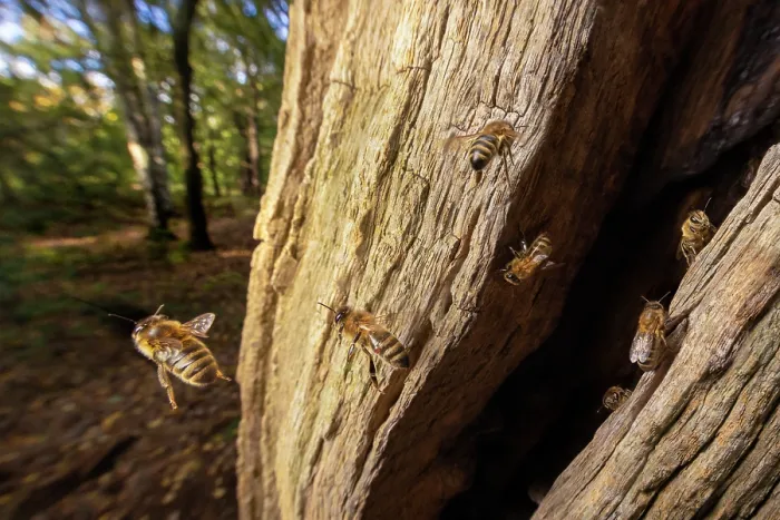 Framed Print : European honey bees (Apis mellifera) flying around entrance to nest in English Oak (Quercus robur) tree trunk, Sherwood Forest, Nottinghamshire, UK. November Framed Print : European honey bees (Apis mellifera) flying around entrance to nest in English Oak (Quercus robur) tree trunk, Sherwood Forest, Nottinghamshire, UK. November