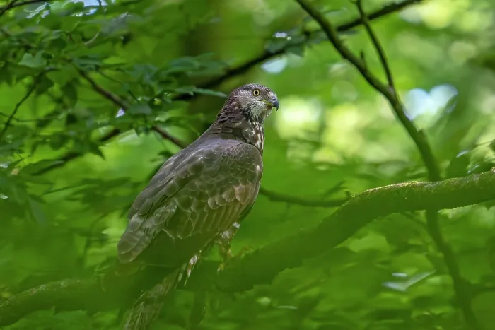 Framed Print : European honey buzzard (Pernis apivorus) female, perched in tree in deciduous forest, Germany. June Framed Print : European honey buzzard (Pernis apivorus) female, perched in tree in deciduous forest, Germany. June