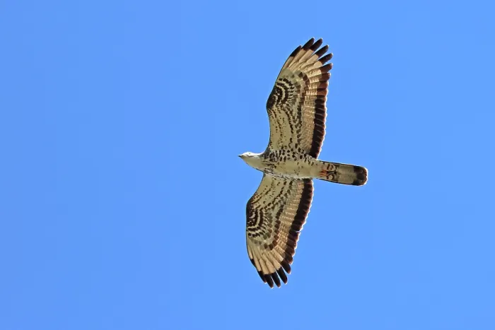 Framed Print : European honey buzzard (Pernis apivorus) in flight against blue sky, Denmark. May Framed Print : European honey buzzard (Pernis apivorus) in flight against blue sky, Denmark. May