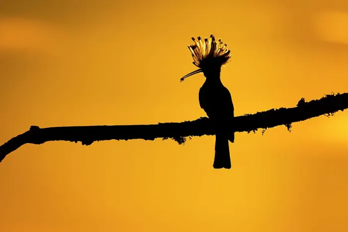 Framed Print : European Hoopoe (Upupa epops) silhouetted at sunset, with prey in beak. Vendee, France, May Framed Print : European Hoopoe (Upupa epops) silhouetted at sunset, with prey in beak. Vendee, France, May
