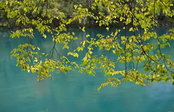 Framed Print : European Hop-Hornbeam (Ostrya carpinifolia) leaves above turquoise water, Lower Lakes Framed Print : European Hop-Hornbeam (Ostrya carpinifolia) leaves above turquoise water, Lower Lakes