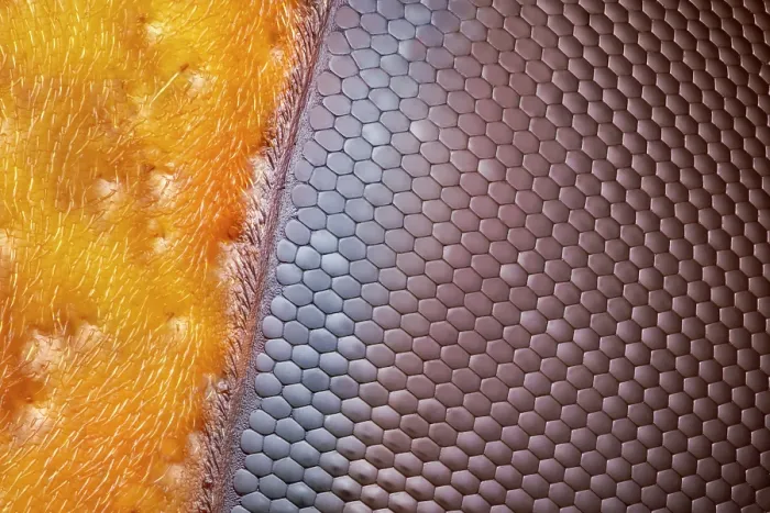 Framed Print : European hornet (Vespa crabro) compound eye detail. The individual hexagonal ommatidia can be seen, tessellated to make up the curved surface of the compund eye Framed Print : European hornet (Vespa crabro) compound eye detail. The individual hexagonal ommatidia can be seen, tessellated to make up the curved surface of the compund eye