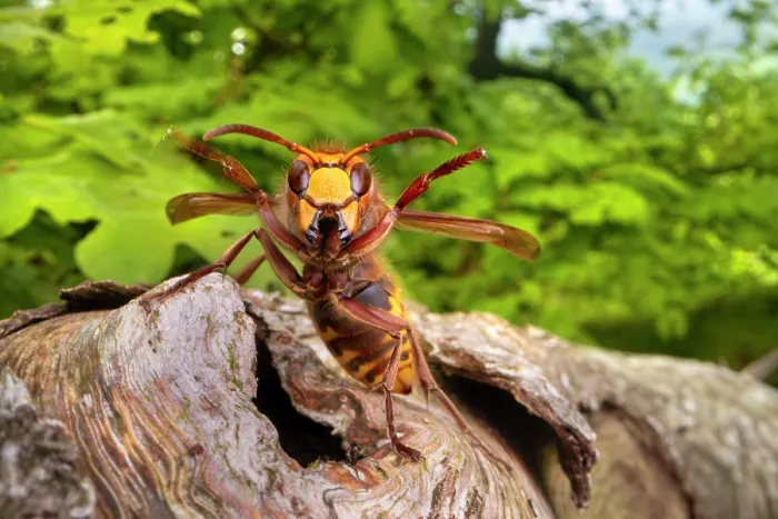 Framed Print : European hornet (Vespa crabro) resting on tree branch in oak woodland, Peak District National Park, Derbyshire, England, UK. May Framed Print : European hornet (Vespa crabro) resting on tree branch in oak woodland, Peak District National Park, Derbyshire, England, UK. May