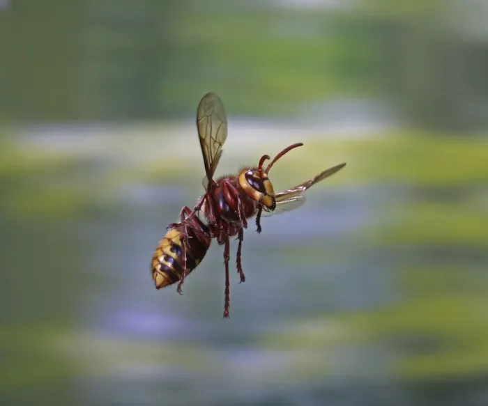 Framed Print : European hornet (Vespa crabro) worker in flight, Surrey, England, August Framed Print : European hornet (Vespa crabro) worker in flight, Surrey, England, August