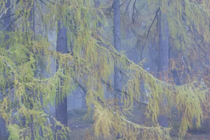 Framed Print : European larch (Larix decidua) trees in mist, Scotland, UK, October Framed Print : European larch (Larix decidua) trees in mist, Scotland, UK, October