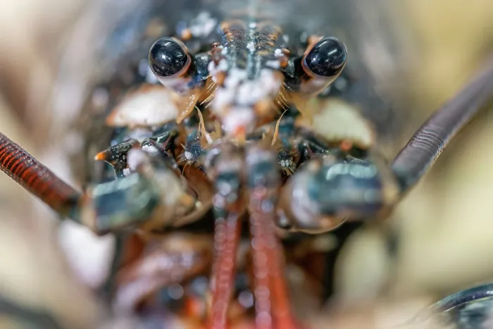 Framed Print : European lobster (Homarus gammarus) close up portrait showing eyes and antennae, Padstow, Cornwall, UK. June Framed Print : European lobster (Homarus gammarus) close up portrait showing eyes and antennae, Padstow, Cornwall, UK. June