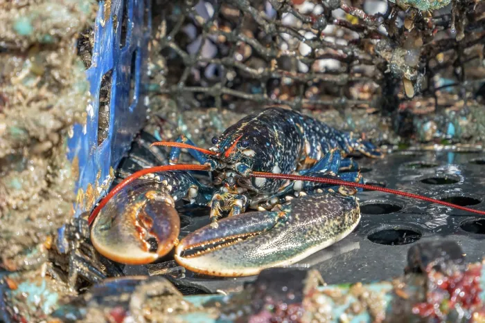 Framed Print : European lobster (Homarus gammarus) inside creel fishing pot, Falmouth Bay, Cornwall, UK. March Framed Print : European lobster (Homarus gammarus) inside creel fishing pot, Falmouth Bay, Cornwall, UK. March