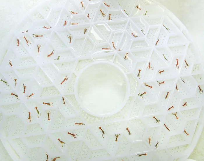 Framed Print : European lobster (Homarus gammarus) juveniles in their Aquahive container. Lobsters are separated to stop them from fighting as they are very territorial Framed Print : European lobster (Homarus gammarus) juveniles in their Aquahive container. Lobsters are separated to stop them from fighting as they are very territorial