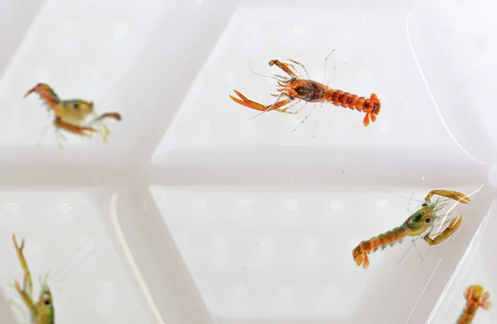 Framed Print : European lobster (Homarus gammarus) juveniles in their Aquahive container. Losbsters are separated to stop them from fighting as they are very territorial