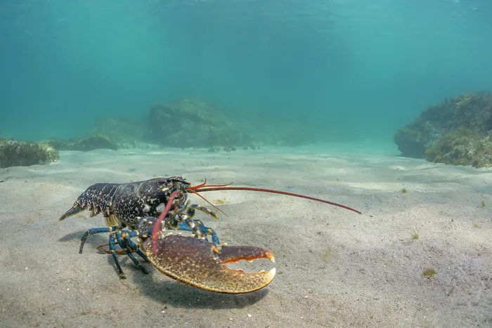 Framed Print : European lobster (Homarus Gammarus) with missing left claw, walking over sandy seabed, Lizard Peninsula, Cornwall, UK, Atlantic Ocean Framed Print : European lobster (Homarus Gammarus) with missing left claw, walking over sandy seabed, Lizard Peninsula, Cornwall, UK, Atlantic Ocean