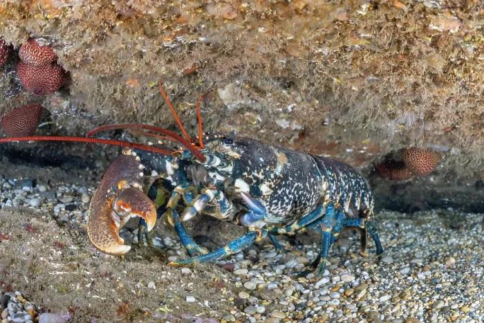 Framed Print : European lobster (Homarus Gammarus) resting among rocks, showing regrowth of missing left claw, Lizard Peninsula, Cornwall, UK, Atlantic Ocean Framed Print : European lobster (Homarus Gammarus) resting among rocks, showing regrowth of missing left claw, Lizard Peninsula, Cornwall, UK, Atlantic Ocean