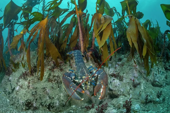 Framed Print : European lobster (Homarus gammarus) resting on the seabed in front of Kelp (Laminaria hyperborea) forest, Lizard Peninsula, Cornwall, UK, English Channel Framed Print : European lobster (Homarus gammarus) resting on the seabed in front of Kelp (Laminaria hyperborea) forest, Lizard Peninsula, Cornwall, UK, English Channel