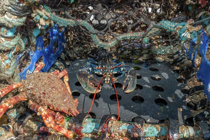 Framed Print : European lobster (Homarus gammarus) and Spider crab (Maja squinado) inside lobster pot, Falmouth, Cornwall, UK. March Framed Print : European lobster (Homarus gammarus) and Spider crab (Maja squinado) inside lobster pot, Falmouth, Cornwall, UK. March