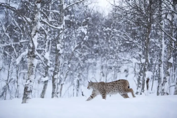 Framed Print : European Lynx (Lynx lynx) in birch forest in snow, Tromso, Norway, captive, April Framed Print : European Lynx (Lynx lynx) in birch forest in snow, Tromso, Norway, captive, April