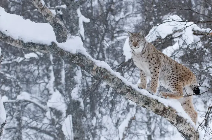 Framed Print : European lynx (Lynx lynx) climbing a tree, captive, Norway, February Framed Print : European lynx (Lynx lynx) climbing a tree, captive, Norway, February