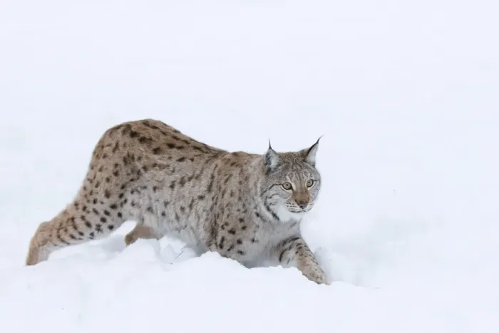 Framed Print : European lynx (Lynx lynx) walking in snow, captive, Norway, February Framed Print : European lynx (Lynx lynx) walking in snow, captive, Norway, February