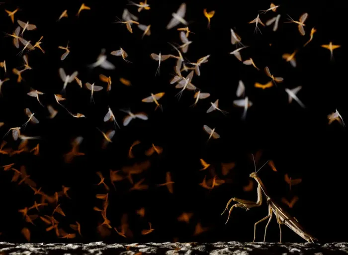 Framed Print : European mantis (Mantis religiosa) hunting swarming Pale burrower mayfly (Ephoron virgo) Framed Print : European mantis (Mantis religiosa) hunting swarming Pale burrower mayfly (Ephoron virgo)