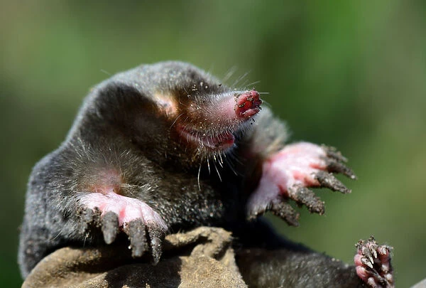 Image result for european mole