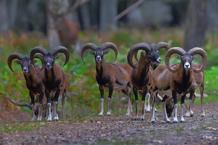 Framed Print : European mouflon (Ovis aries musimon) herd in woodland, Parc de la Haute Touche, Obterre, Indre, France. September Framed Print : European mouflon (Ovis aries musimon) herd in woodland, Parc de la Haute Touche, Obterre, Indre, France. September