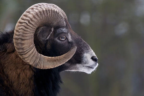European Mouflon (Ovis musimon) male head profile. The Netherlands, January