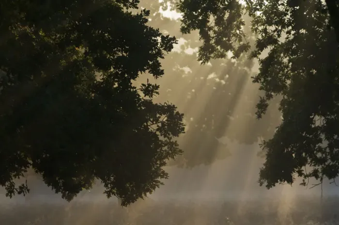 Framed Print : European oak (Quercus robur) with rays of sunlight, Klampenborg Dyrehaven, Denmark Framed Print : European oak (Quercus robur) with rays of sunlight, Klampenborg Dyrehaven, Denmark