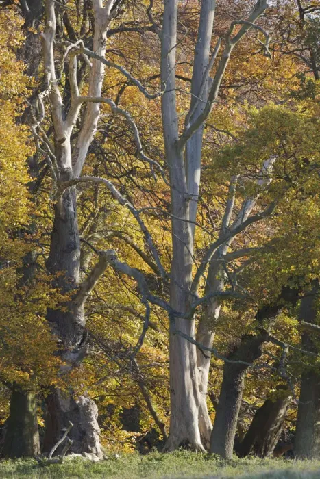 Framed Print : European oak (Quercus robur) trees, Klampenborg Dyrehaven, Denmark, October 2008 Framed Print : European oak (Quercus robur) trees, Klampenborg Dyrehaven, Denmark, October 2008