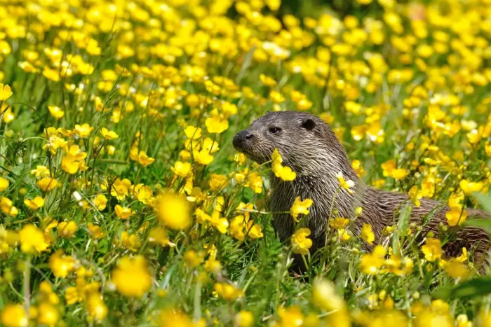 Framed Print : European otter (Lutra lutra) in buttercups, West Country Wildlife Photography Centre, captive, June Framed Print : European otter (Lutra lutra) in buttercups, West Country Wildlife Photography Centre, captive, June