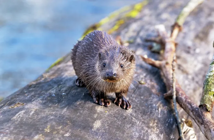 Framed Print : European otter (Lutra lutra) cub waiting on log for its mothers return, Little Ouse River, Norfolk, England, UK. February Framed Print : European otter (Lutra lutra) cub waiting on log for its mothers return, Little Ouse River, Norfolk, England, UK. February