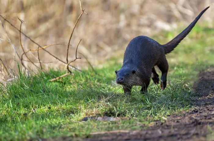 Framed Print : European otter (Lutra lutra) female, running along riverbank, Little Ouse River, Norfolk, England, UK. February
