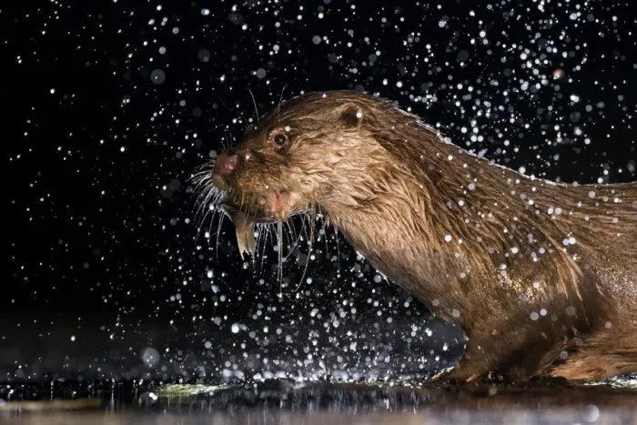 Framed Print : European otter (Lutra lutra) with fish prey, with water splashing around, Kiskunsagi National Park Framed Print : European otter (Lutra lutra) with fish prey, with water splashing around, Kiskunsagi National Park