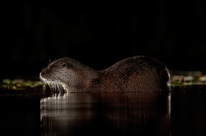Framed Print : European otter (Lutra lutra) resting in shallow water at night, near Bourne, Lincolnshire, England, UK. January. Controlled conditions