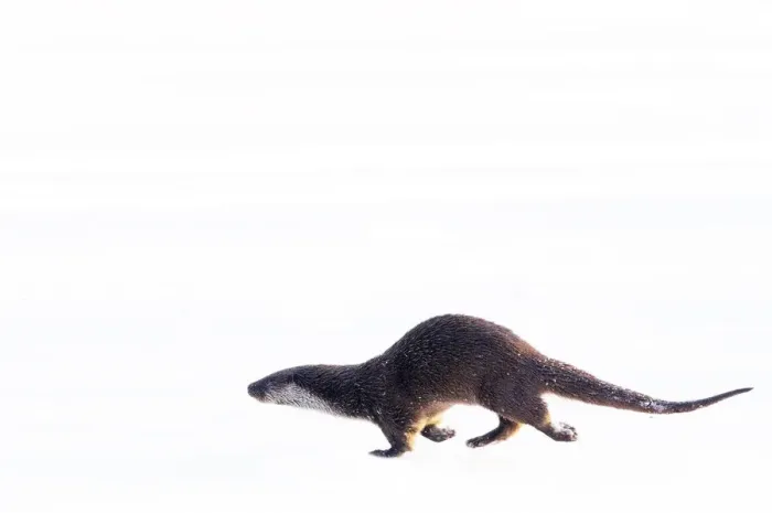 Framed Print : European Otter (Lutra lutra) running over snow. The Netherlands, December. Captive Framed Print : European Otter (Lutra lutra) running over snow. The Netherlands, December. Captive