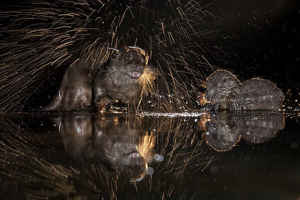 European otter (Lutra lutra) shaking off water, Kiskunsagi National Park, Hungary, January