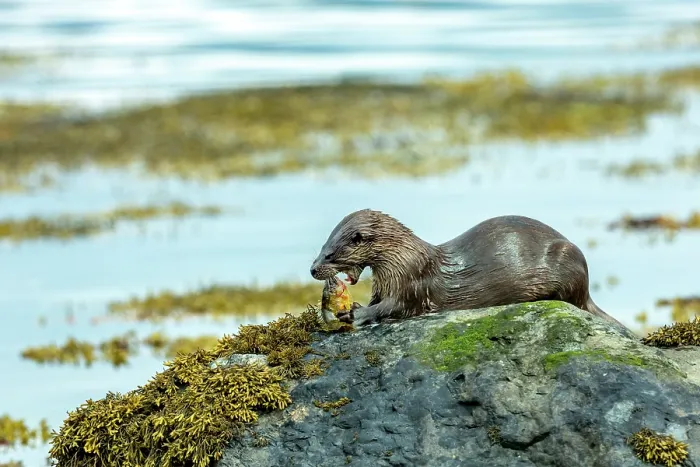 Framed Print : European otter (Lutra lutra) sitting on a rock feeding on Wrasse prey, Isle of Mull, Scotland, UK. June Framed Print : European otter (Lutra lutra) sitting on a rock feeding on Wrasse prey, Isle of Mull, Scotland, UK. June