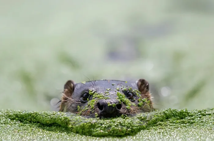 Framed Print : European otter (Lutra lutra) swimming through a pond covered in Duckweed, West Country Wildlife Centre, Broadwoodwidger, Devon, England, UK. July. Captive Framed Print : European otter (Lutra lutra) swimming through a pond covered in Duckweed, West Country Wildlife Centre, Broadwoodwidger, Devon, England, UK. July. Captive