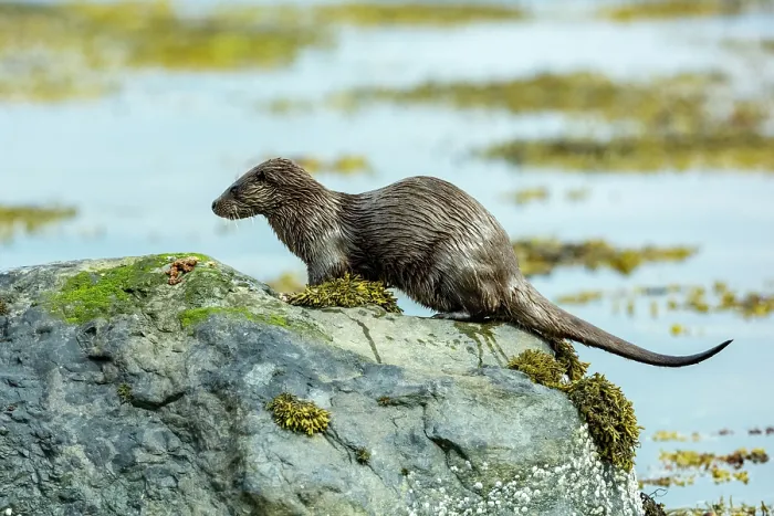 Framed Print : European otter (Lutra lutra) urinating on a rock, marking its presence, Loch Spelvie, Isle of Mull, Scotland, UK. June Framed Print : European otter (Lutra lutra) urinating on a rock, marking its presence, Loch Spelvie, Isle of Mull, Scotland, UK. June